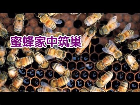 蜜蜂 築巢 風水|【家中有蜜蜂築巢】家中有蜜蜂築巢：吉兆凶兆一次看！